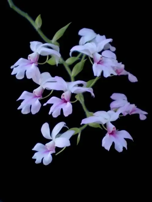 Каланте