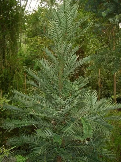 Воллеми благородный