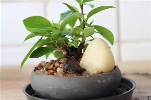 фикус ретуса