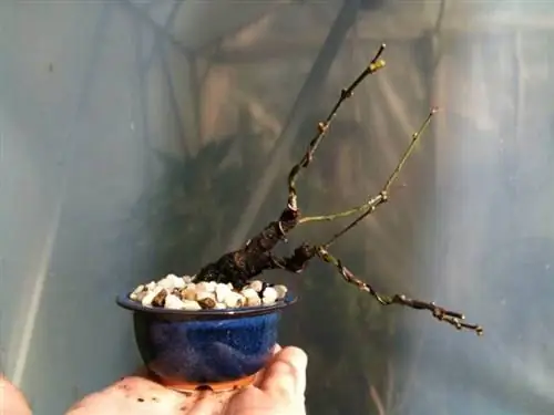 Уход за мини-бонсай, я их высосала