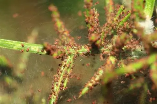 Красный паук