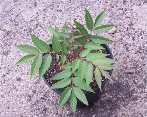 Toona sinensis