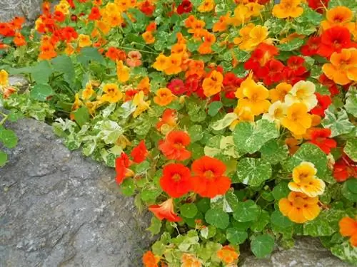 Растения для дорожек