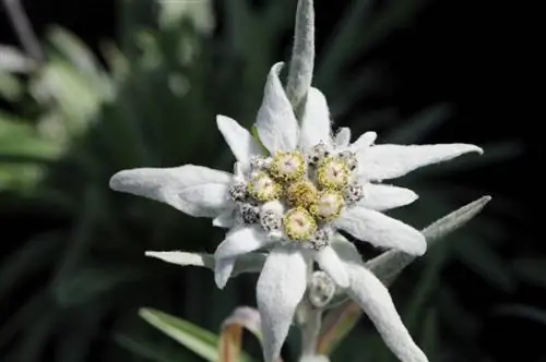 Leontopodium_alpinum