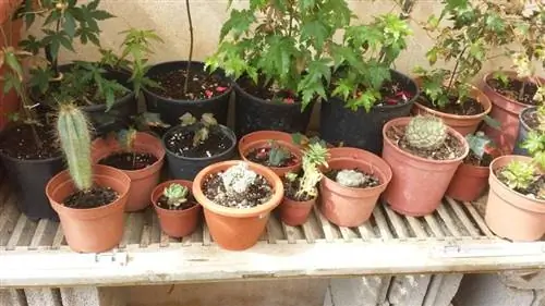 кактус барьер