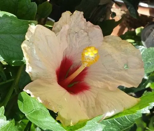 Защитите свои растения от животных