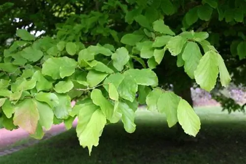 Листья парротии персидской