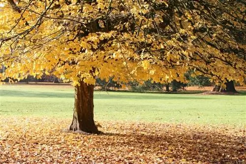 попугай персидский