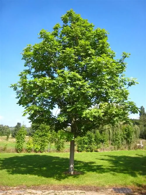 Fraxinus_excelsior