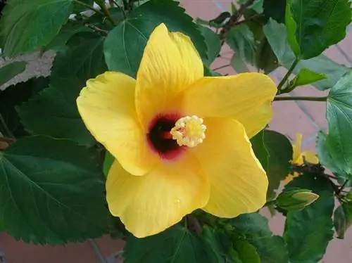 желтые цветы