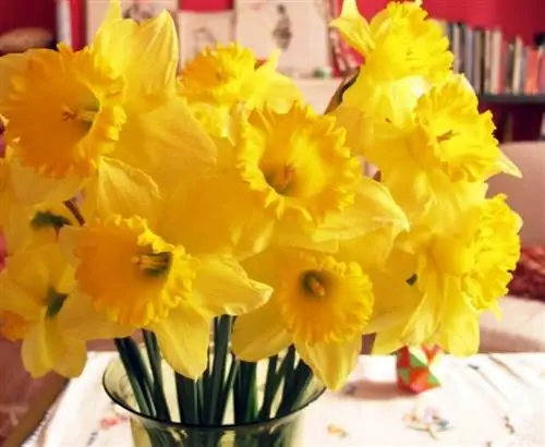 желтые цветы