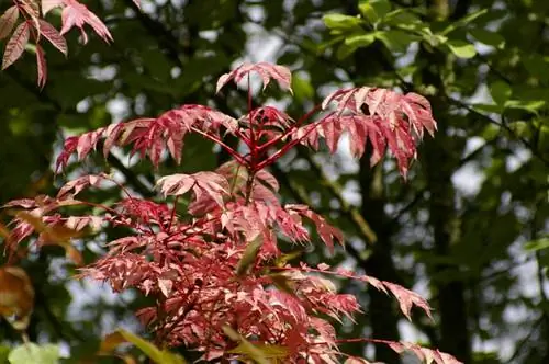 Toona sinensis