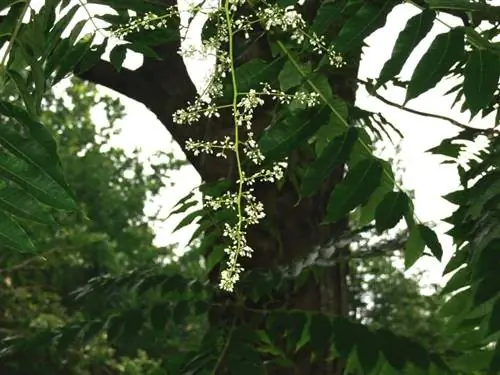 Цедрела китайская