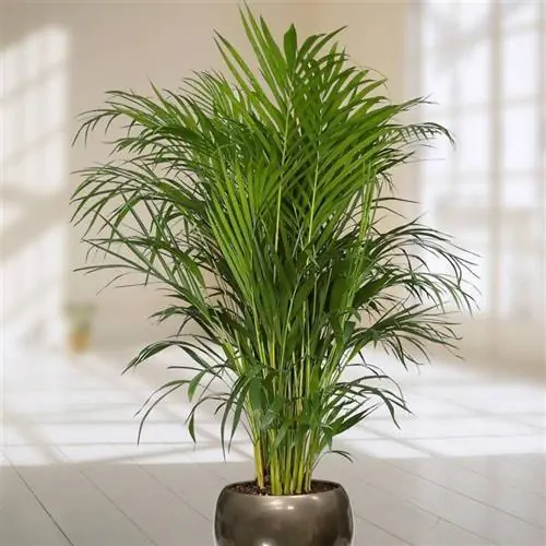 Лютесценс дипсиса