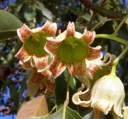 Брахихитон народный