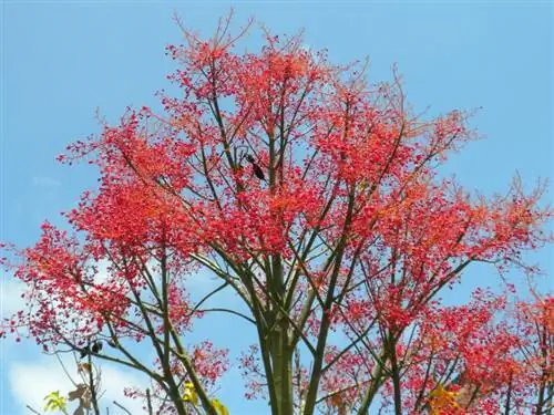 Брахихитон ацерифолиус