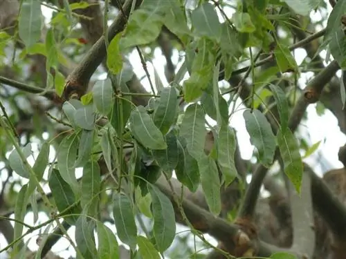 Листья брахихитона рупестриса