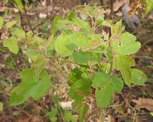 Брахихитон бидвиллии