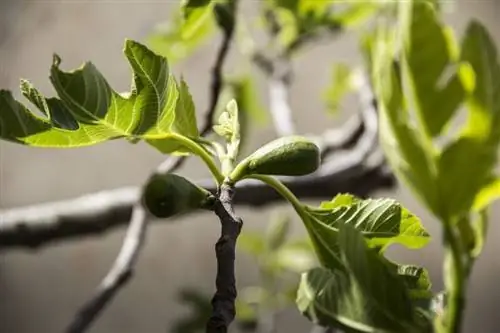 Смоковница