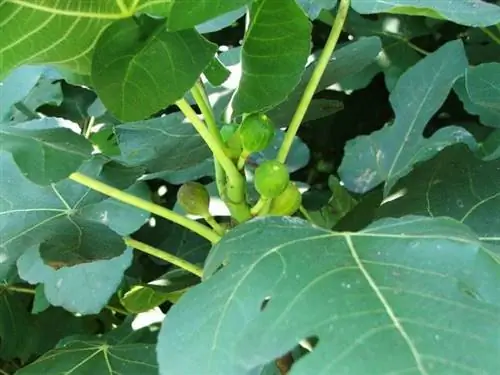 Смоковница