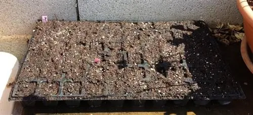 очаг на солнце