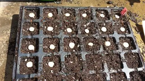 Посадка деревьев в грядки