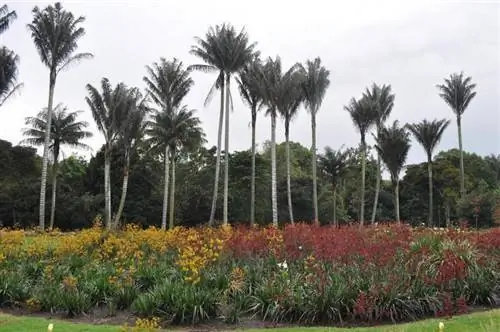 цероксилон