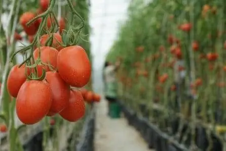 картина картина