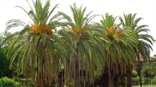 картина картина