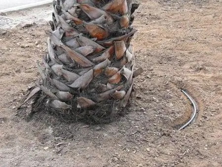 картина картина