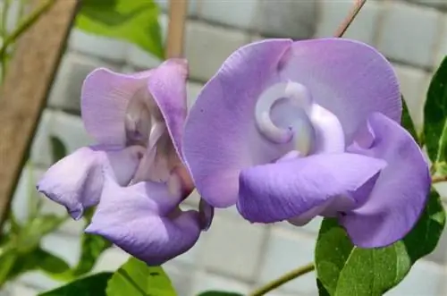 вигна каракалла