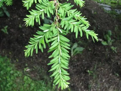 Хвойное дерево