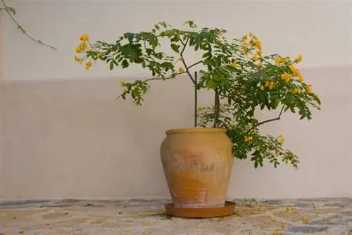 Кассия