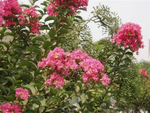 Лагерстремия индика