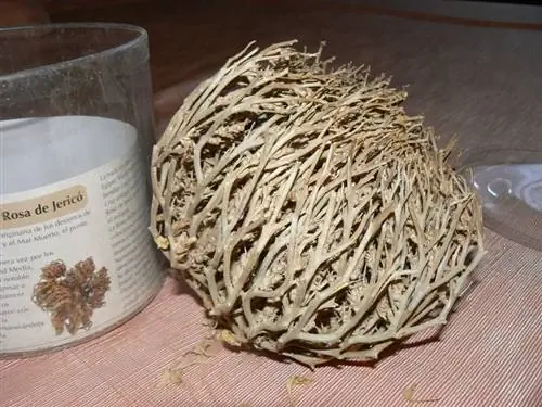 роза иерихона