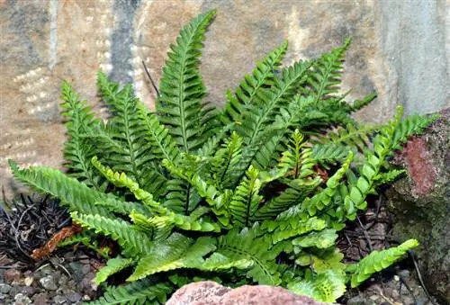 Асплениум морской