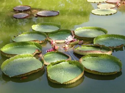 водные растения