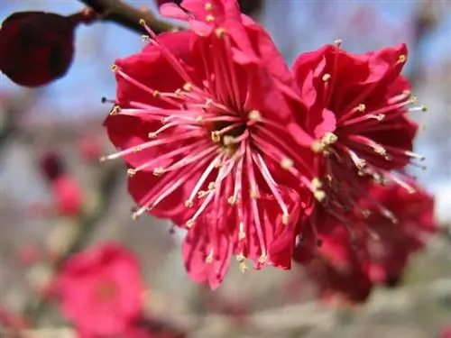 Prunus mume Яеканко