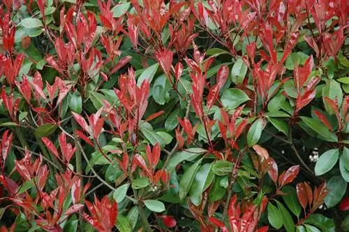 Украсьте свой сад с помощью Photinia