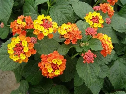 лантана лантана