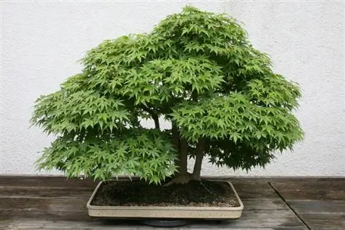 Клён пальматум