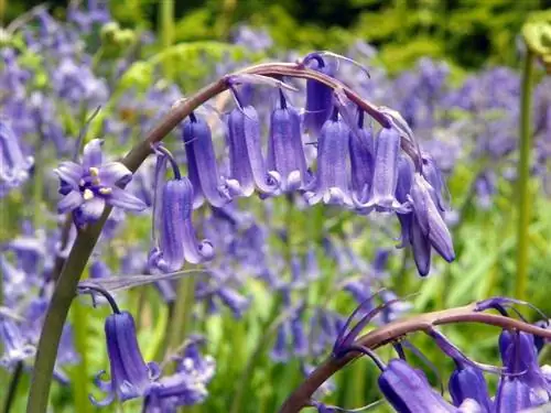 Hyacinthoides не скрипта