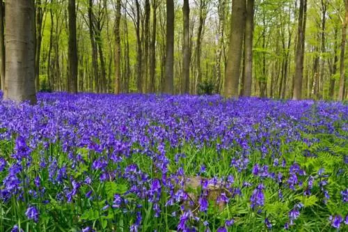 Hyacinthoides не скрипта
