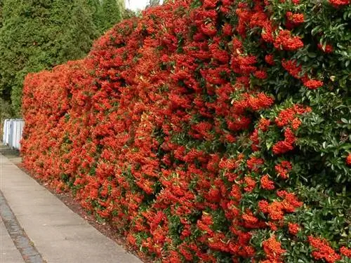 Firethorn, красный куст страсти