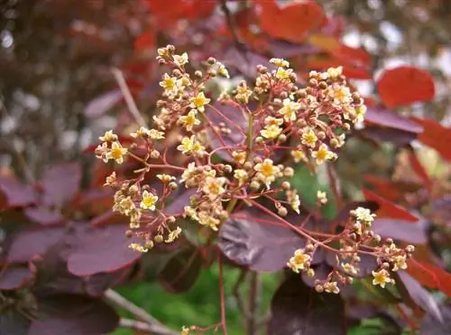 Cotinus coggygria Royal Purple