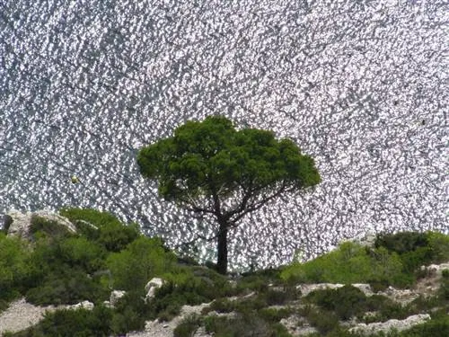 Pinus halepensis в Каланке-де-Моржиу