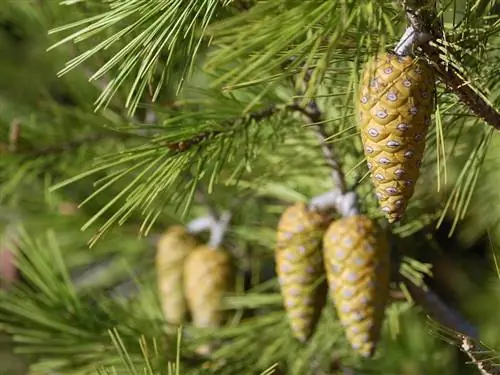 Pinus halepensis в Кабо-да-Рока