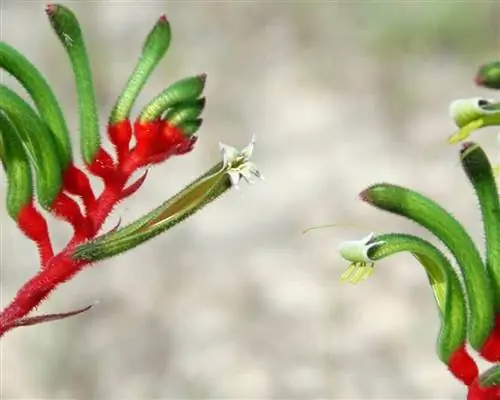 Цветы Anigozanthos manglesii Цветы Anigozanthos manglesii