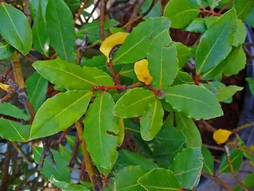 Лавр благородный