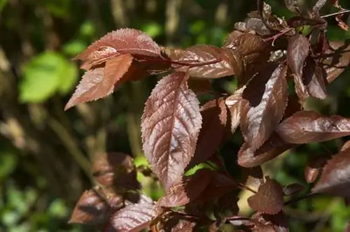 Prunus cerasifera